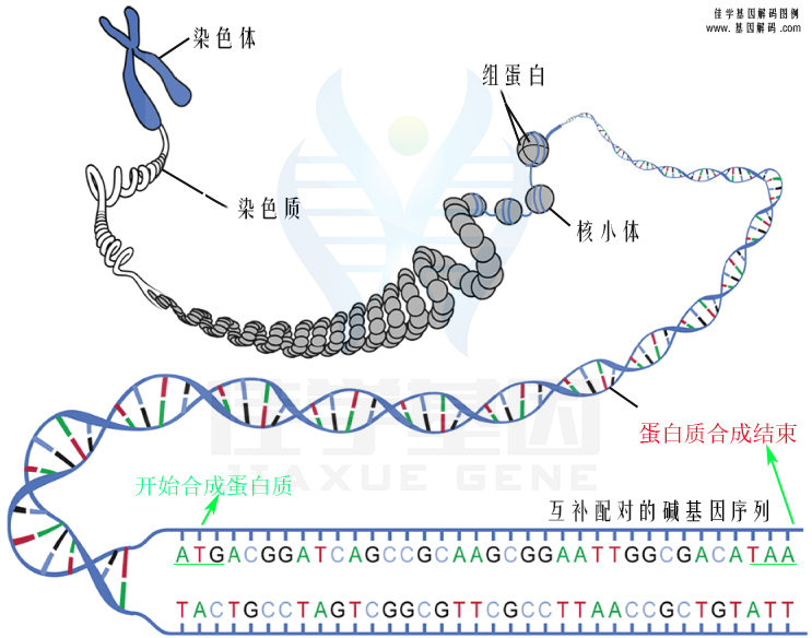 【佳學(xué)基因檢測(cè)】需要多長(zhǎng)時(shí)間可以拿腦腫瘤基因解碼、<a href=http://sushiinoueharlem.com/tk/jiema/cexujishu/2021/31933.html>基因檢測(cè)</a>報(bào)告？
