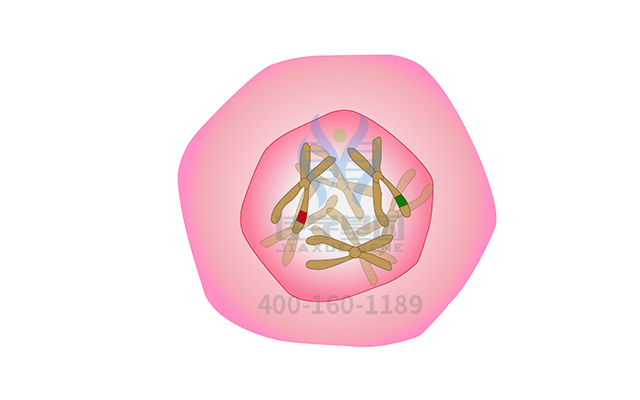 【佳學(xué)基因檢測】常染色體顯性遺傳性小腦性共濟(jì)失調(diào)<font color='red'>耳聾</font>和發(fā)作性睡病基因解碼、<a href=http://sushiinoueharlem.com/tk/jiema/cexujishu/2021/31933.html>基因檢測</a>的報(bào)告有人解讀嗎？