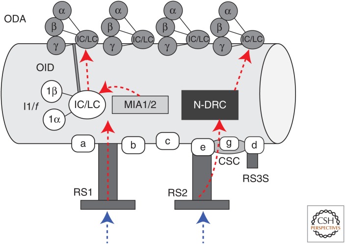 An external file that holds a picture, illustration, etc.
Object name is cshperspect-CTO-018325_F2.jpg