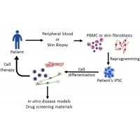 【佳學(xué)<font color='red'>基因</font>檢測】如何利用誘導(dǎo)多能干細胞（iPSC)進行遺傳病的<font color='red'><font color='red'>基因</font><font color='red'>矯正</font></font>治療